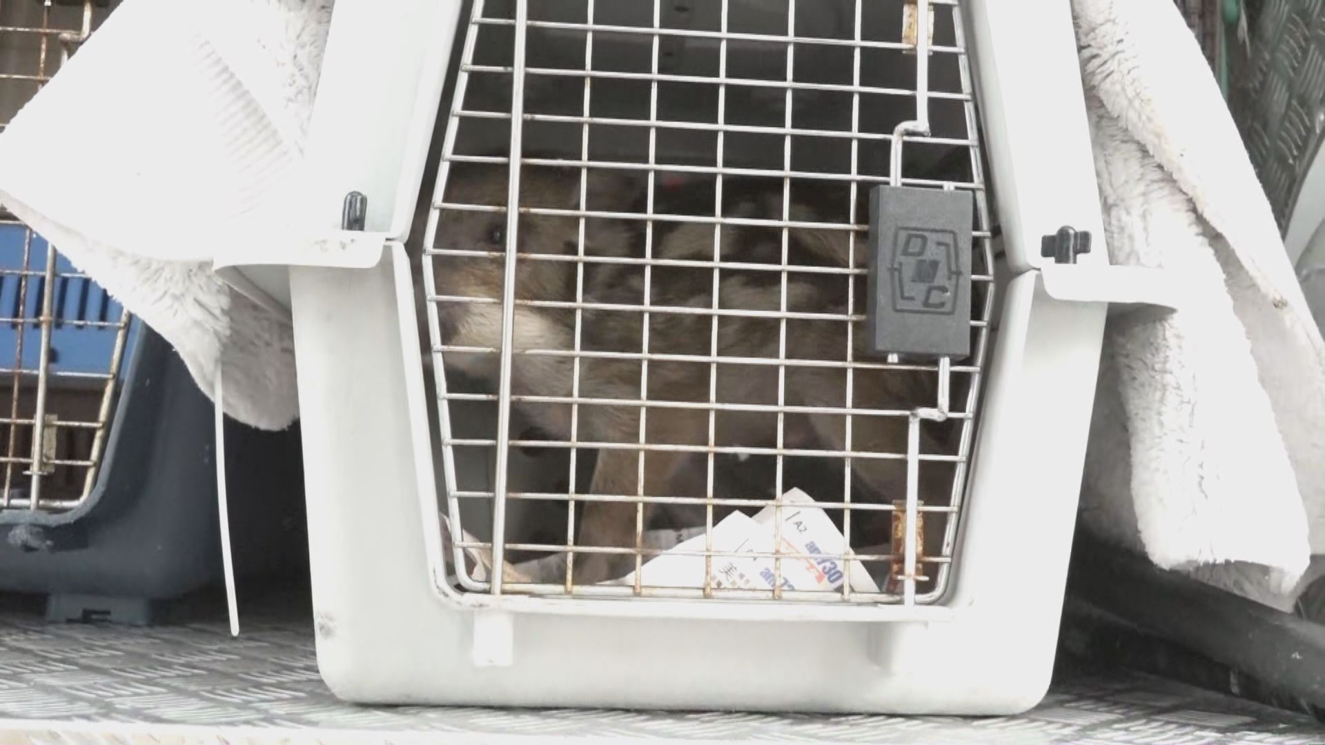 北角一隻小野豬墮水渠　由消防員救起