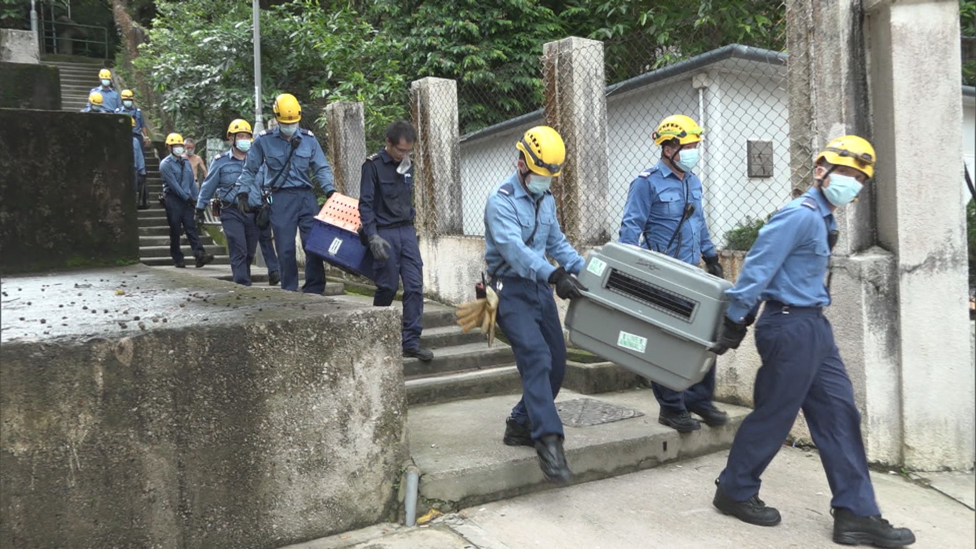 3隻野豬及1隻箭豬被困沙井　消防到場救起