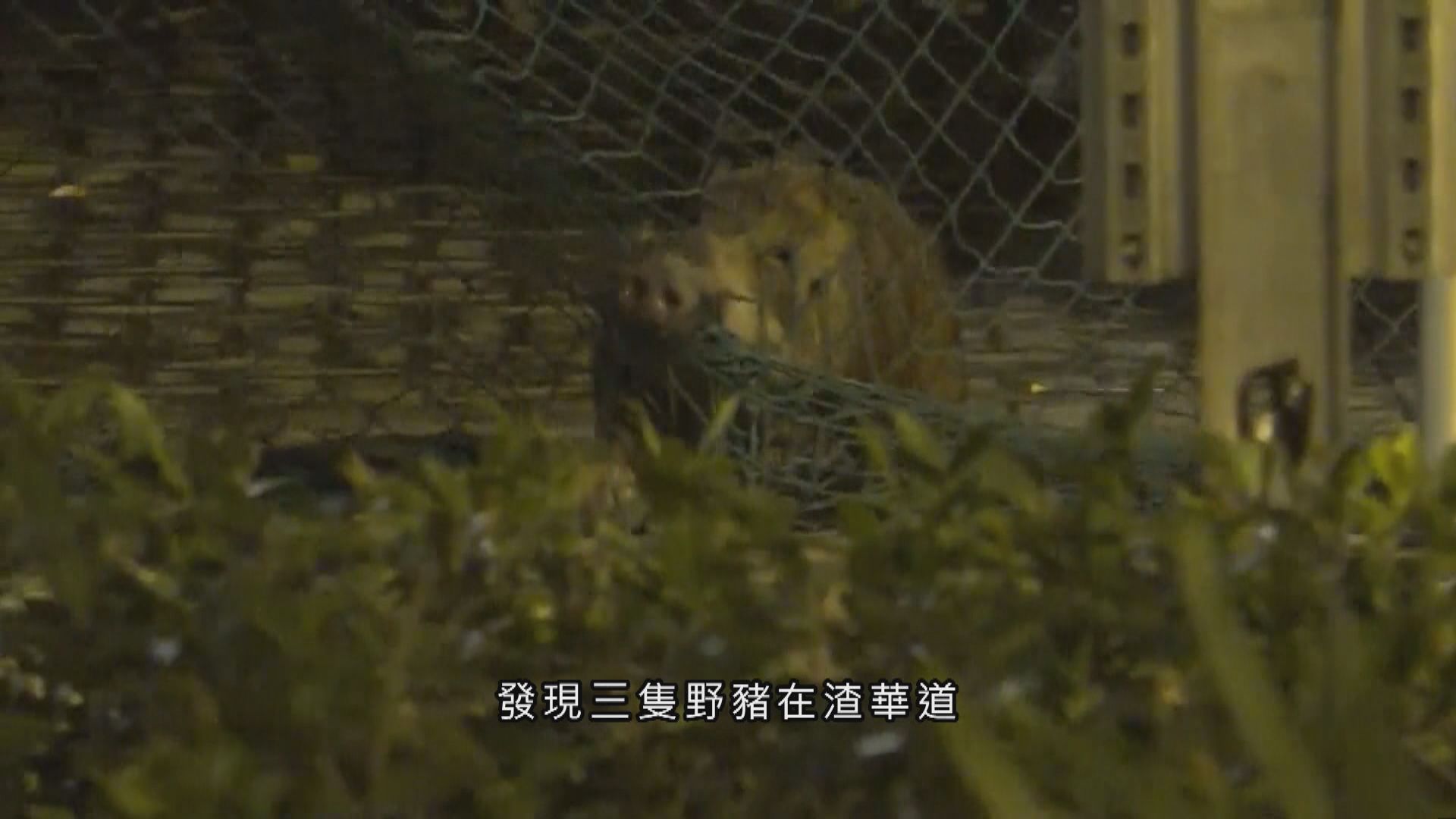 三野豬闖北角基本污水處理廠遭擒獲