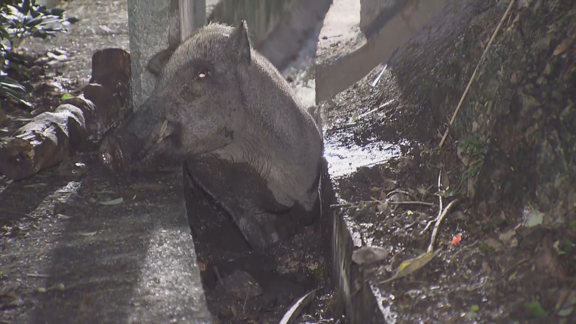 漁護署捕捉市區野豬人道毀滅　關注動物組織批反應過激