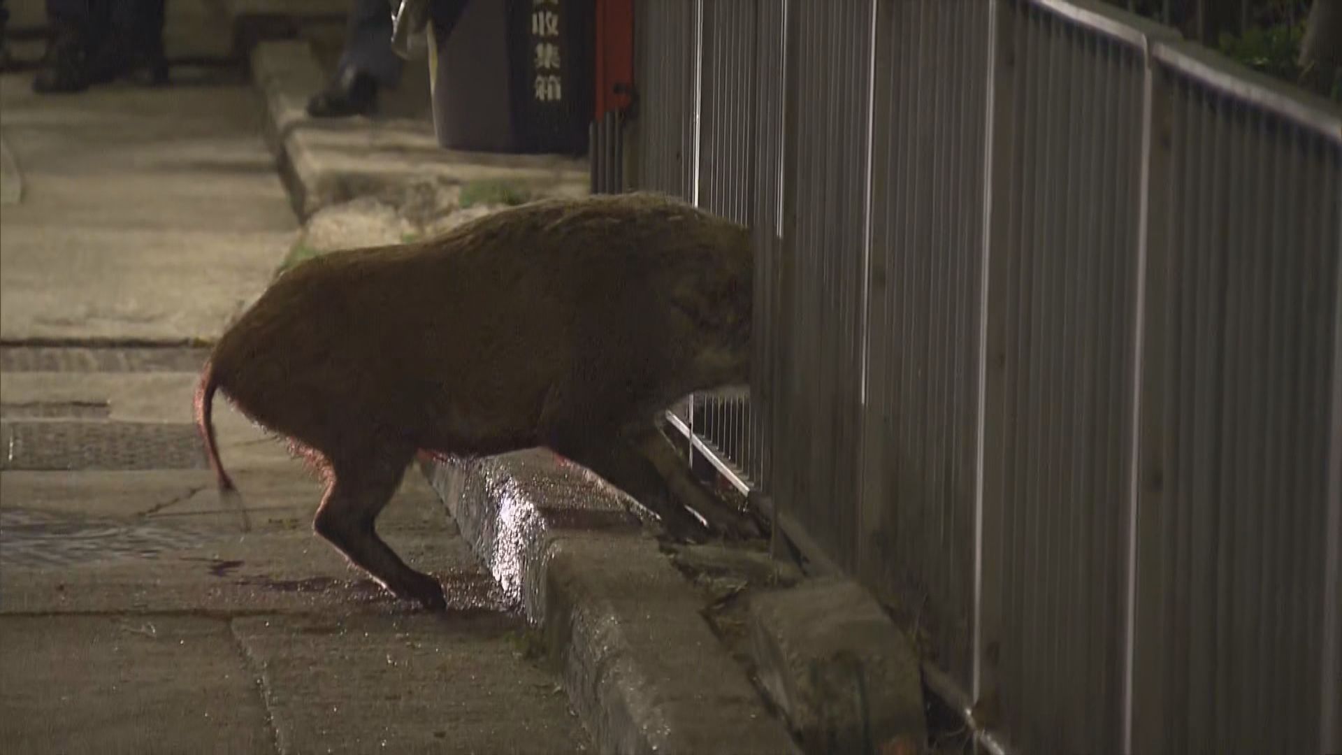 北角天后廟道野豬被困欄杆受傷