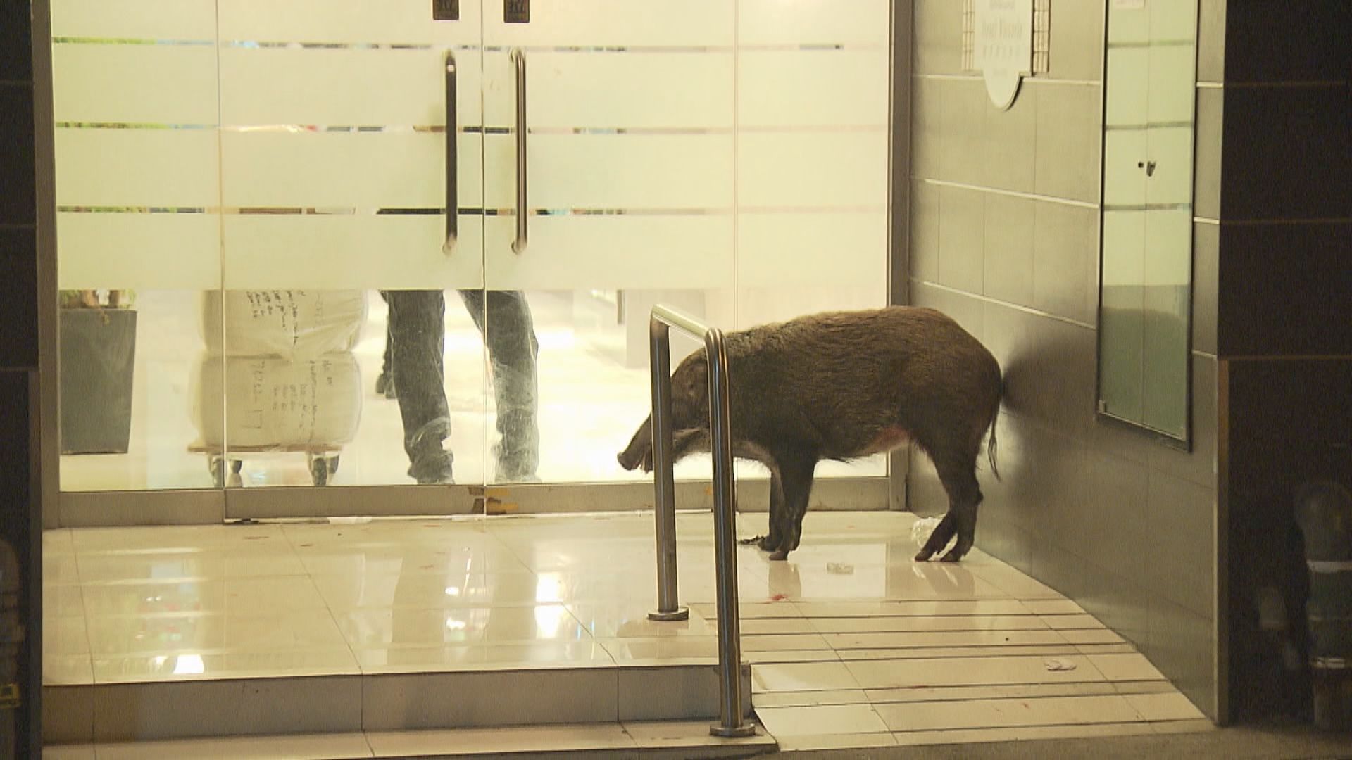 天后野豬闖民居漁護署射麻醉槍擒獲