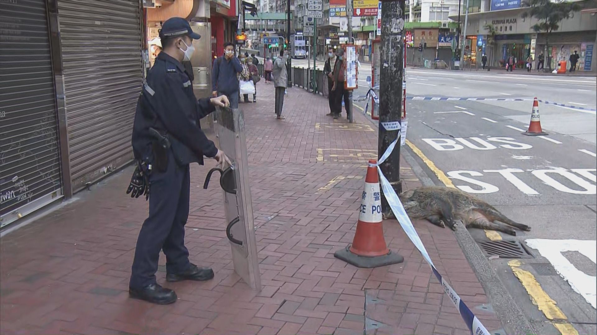 北角野豬疑受驚高處墮下受傷