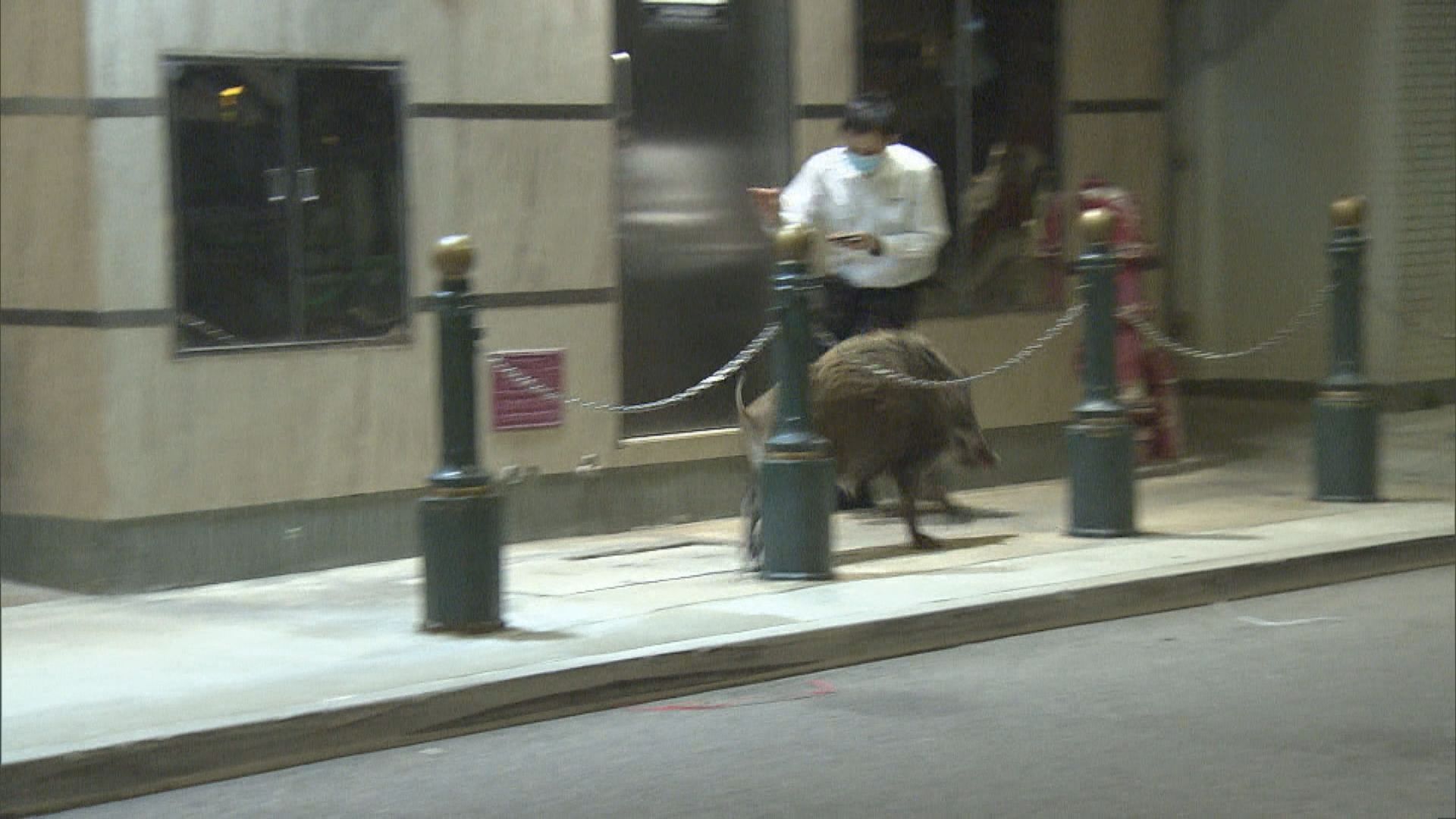 野豬關注組指漁護署曾指野豬管理政策收效　促暫緩捕殺