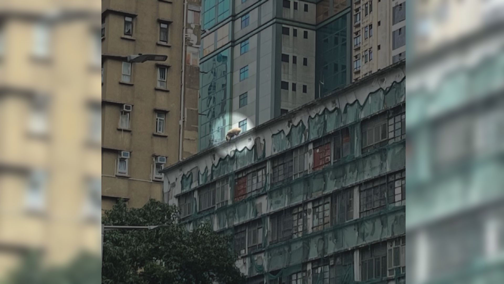 野豬西區空置警察宿舍墮下死亡