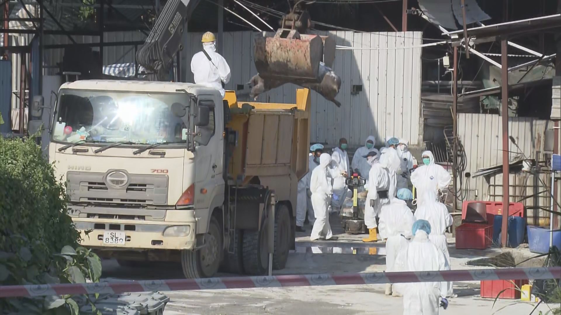 流浮山再爆非洲豬瘟 漁護署銷毀場內近二千隻豬