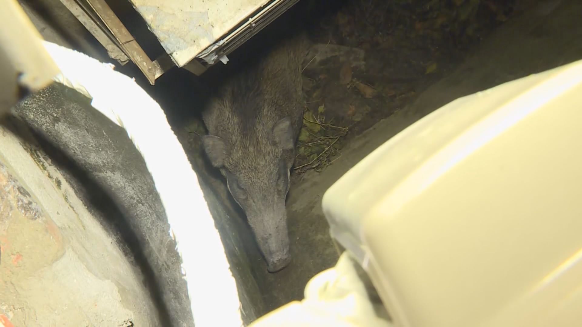 沙田上禾輋村野豬誤墮斜坡受傷被困