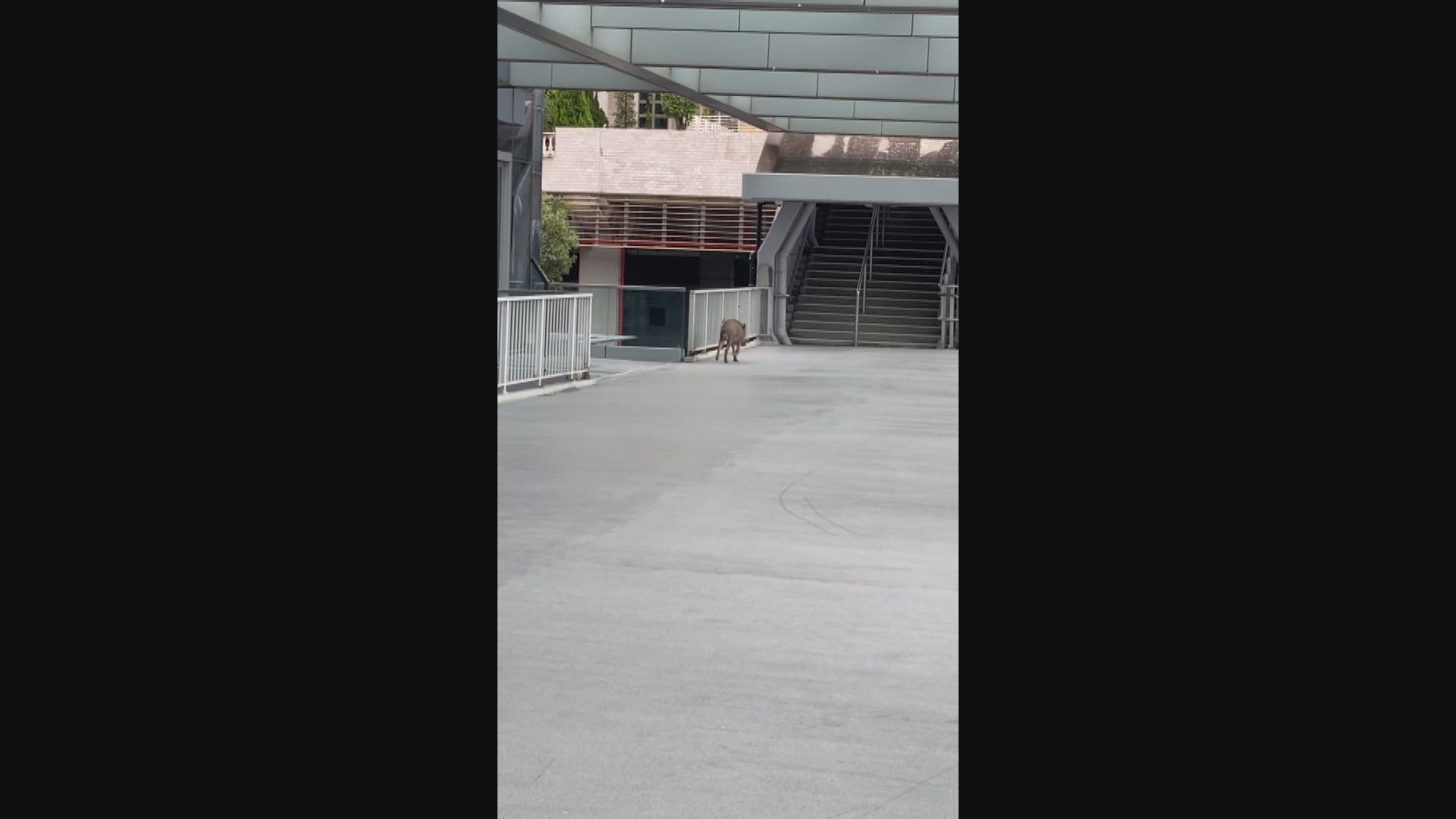 港鐵火炭站外野豬咬傷一對男女