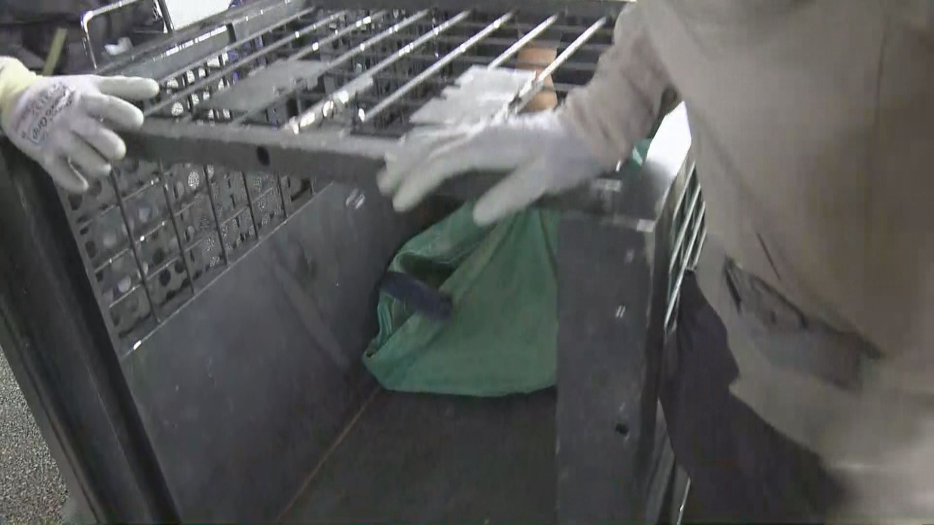 野豬火炭咬傷兩男女 逃至城門河畔被麻醉帶走