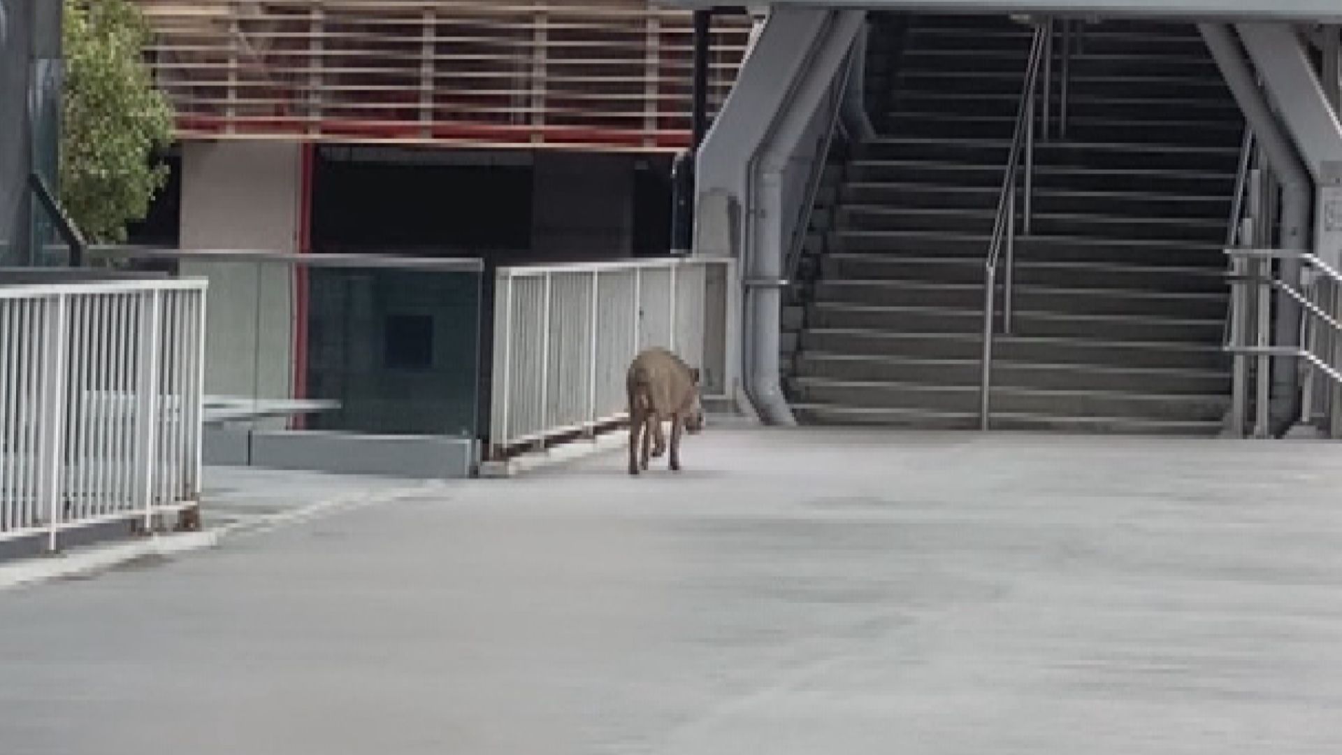 野豬火炭咬傷兩男女 漁護署捕獲後人道處理