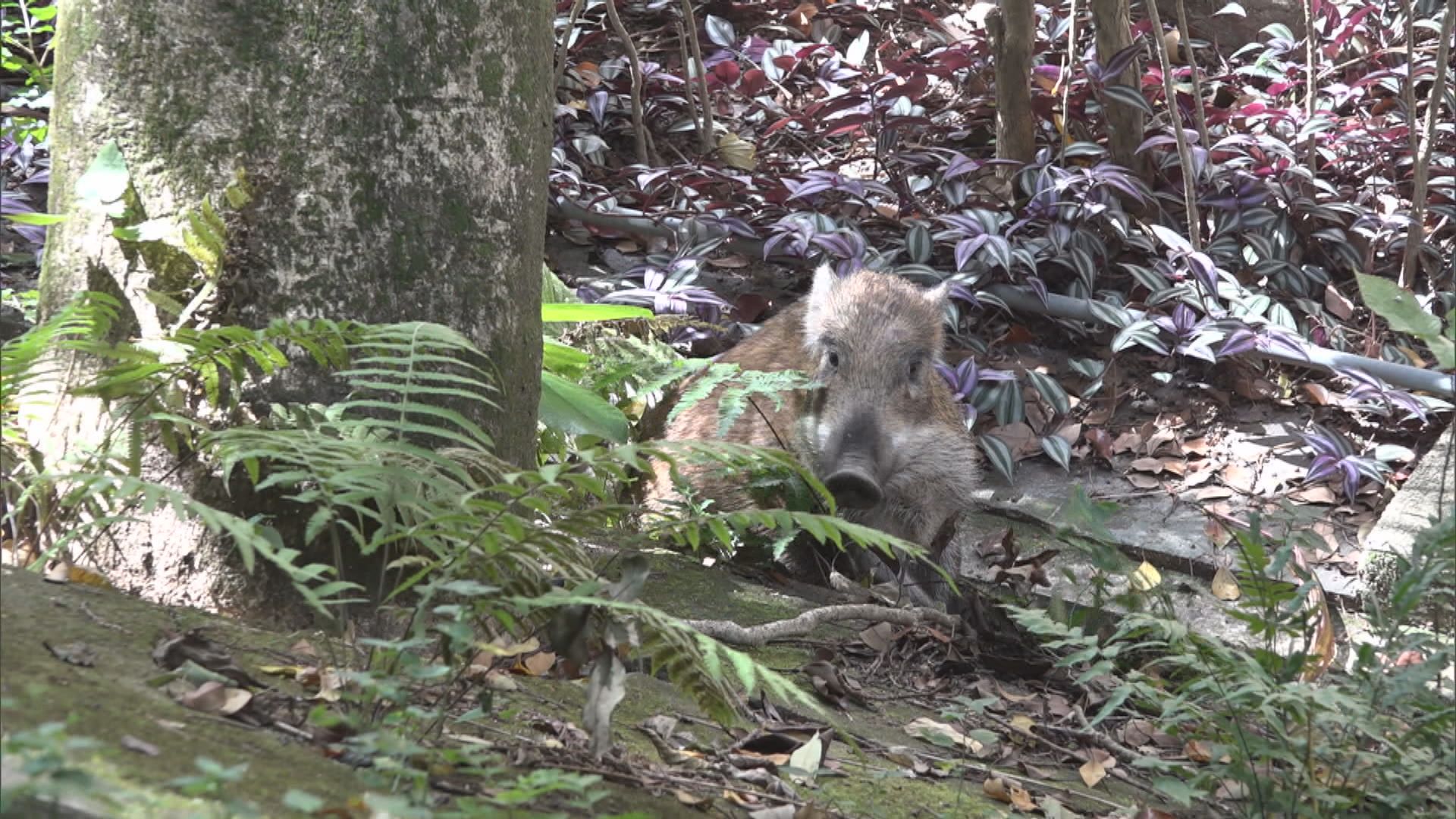 港島大潭小野豬受傷被困水渠內