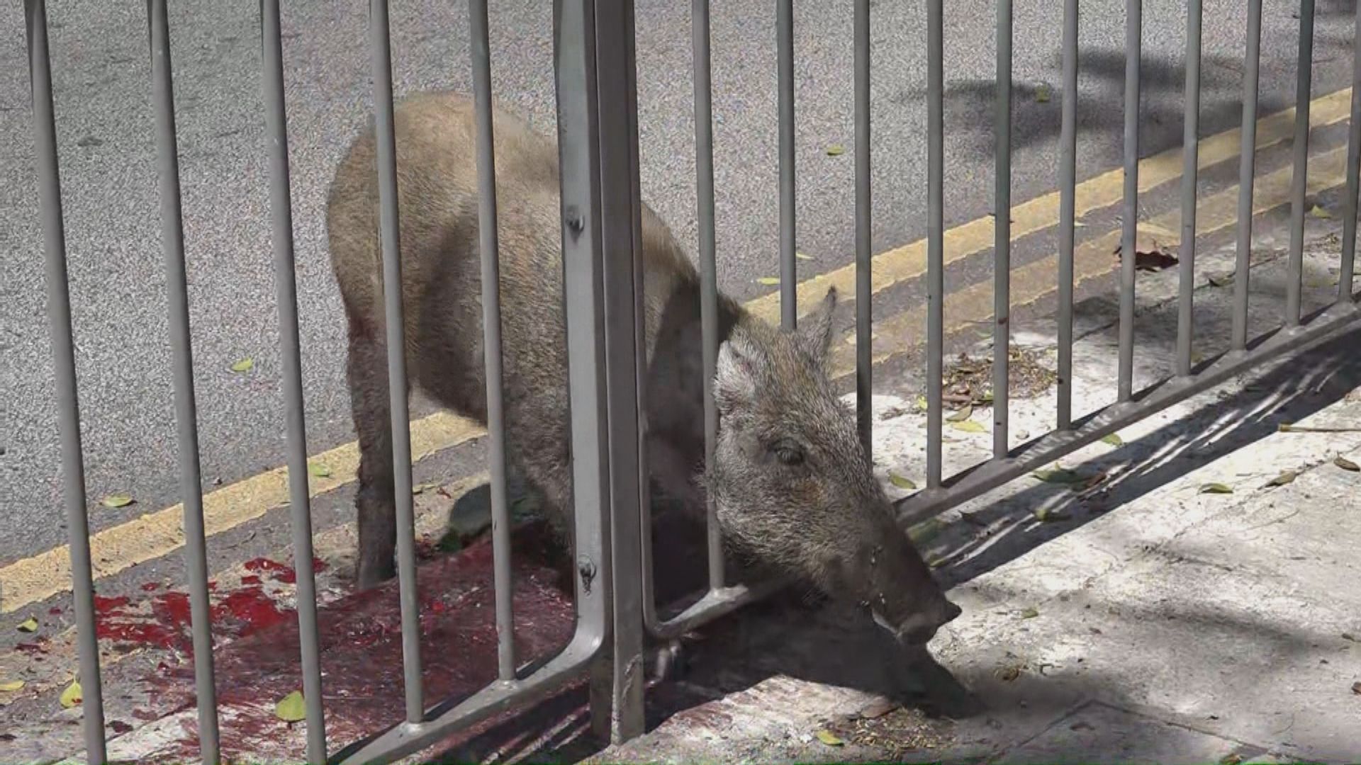 野豬荃灣被困鐵欄　由消防員救出