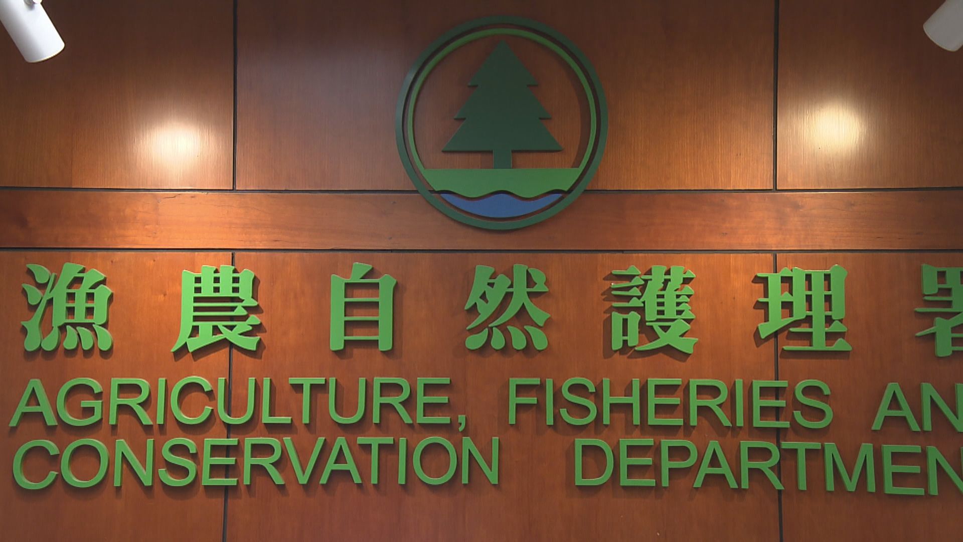 流浮山豬場爆非洲豬瘟 漁護署將銷毀場內所有豬