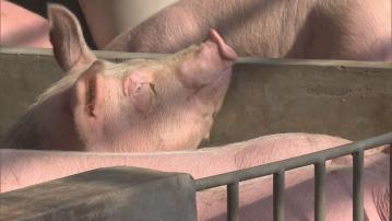 元朗再有豬場豬隻驗出非洲豬瘟