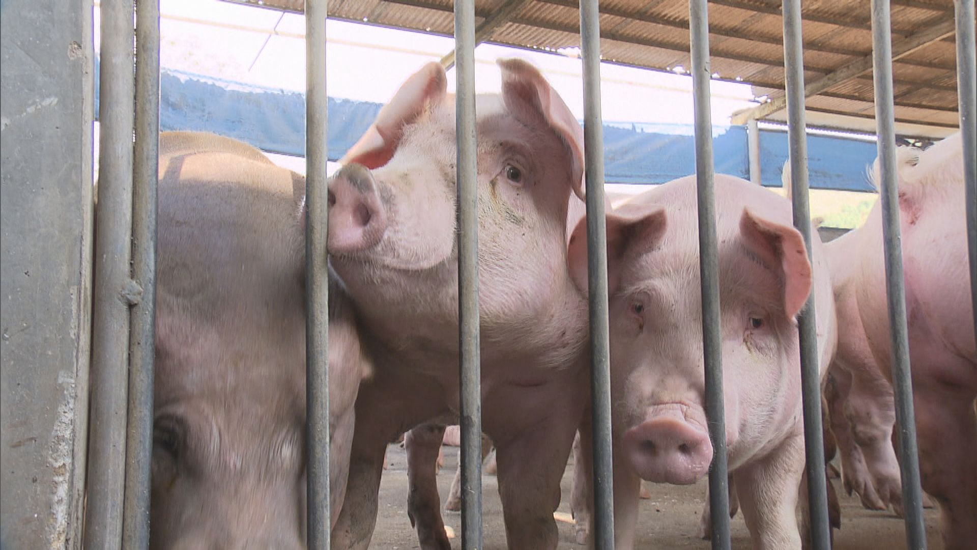 流浮山豬場驗出非洲豬瘟　漁護署安排銷毀豬隻