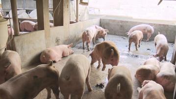 上水豬場豬隻樣本檢測出非洲豬瘟病毒