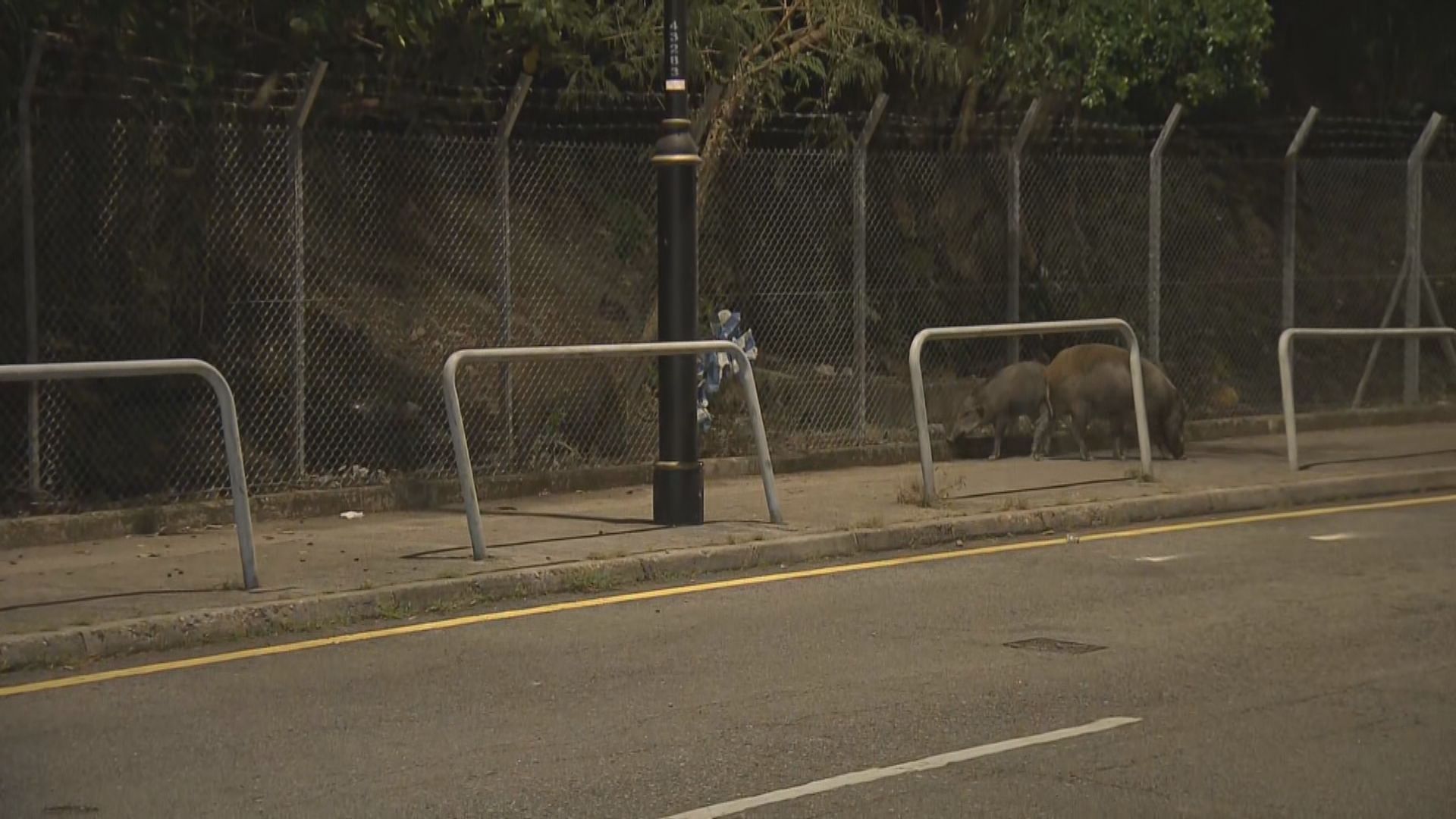 漁護署深灣道圍捕野豬以藥物人道毀滅　關注組人員企圖阻止