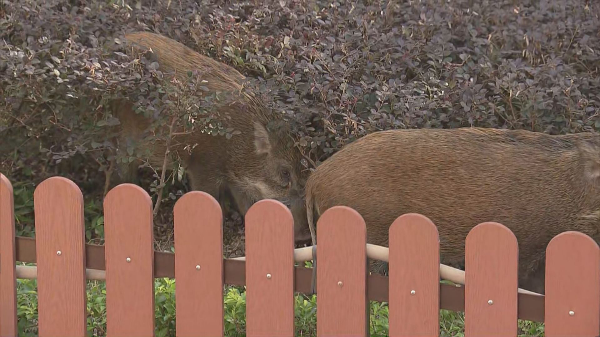 三隻野豬在薄扶林一帶出沒　警持盾牌戒備