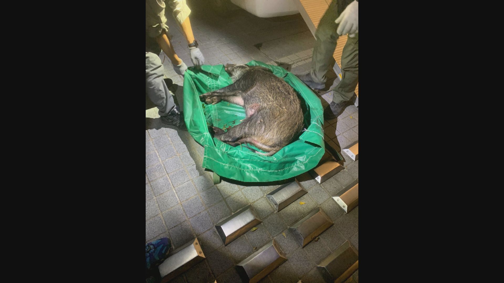 北角住宅大廈凌晨有野豬闖入　漁護署捕獲人道毀滅