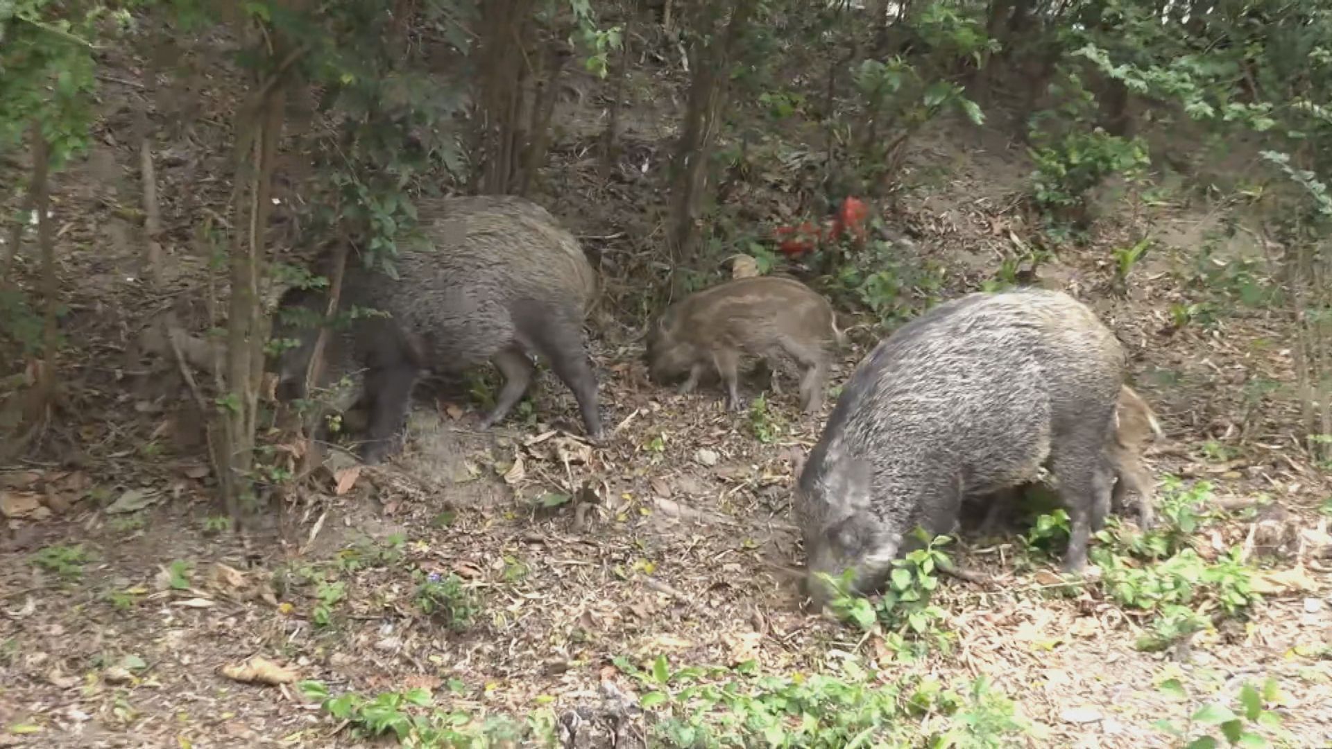 2大6小野豬闖竹園北邨　漁護署全部麻醉帶走人道毀滅