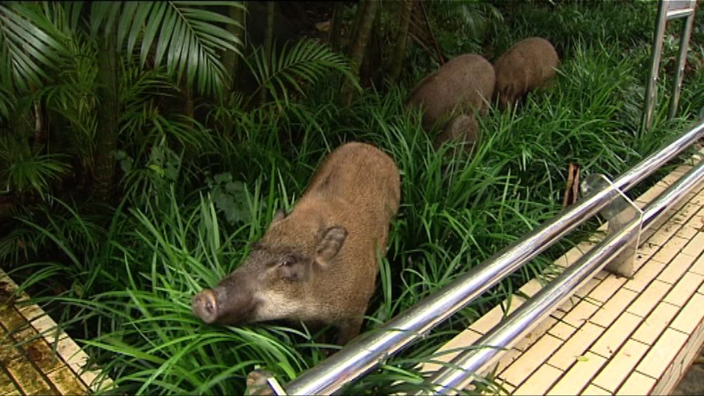 深灣道遊艇會附近發現四隻野豬