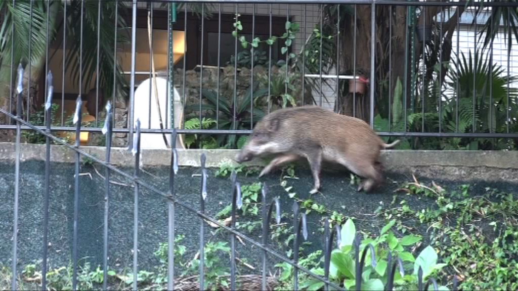 北角野豬闖入屋苑咬傷保安員