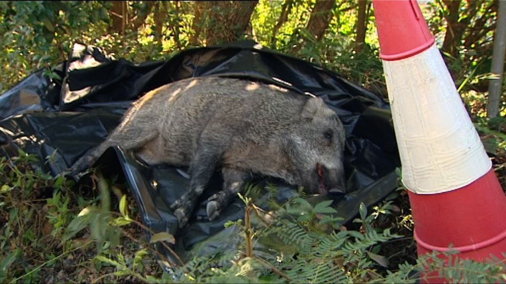 野豬淺水灣過路時疑被車撞死