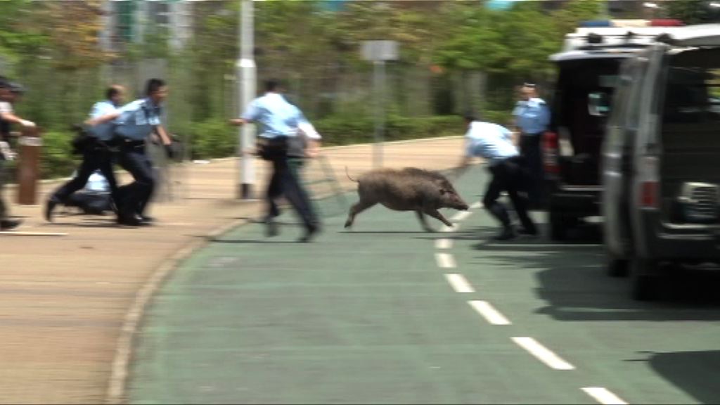 將軍澳野豬撞傷兩途人被擒