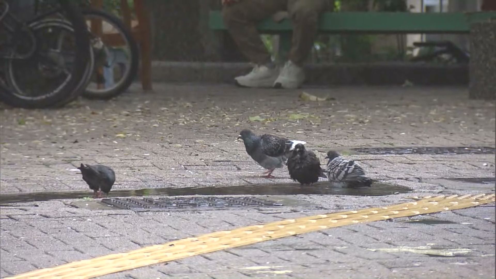 66歲男子涉嫌在將軍澳虐待白鴿被捕