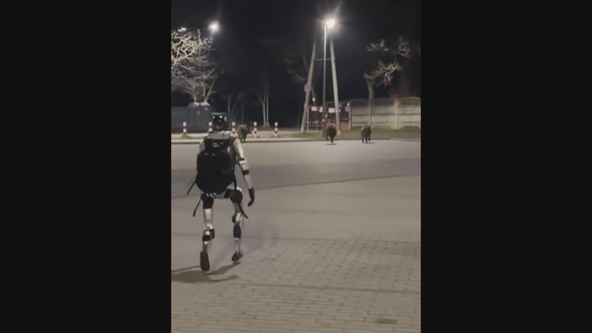 中國人形機械人在波蘭街頭驅趕野豬