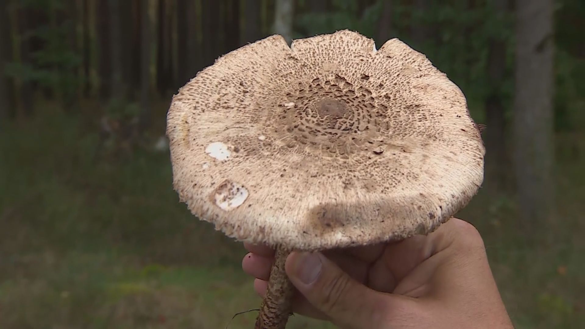 波蘭阿富汗難民家庭誤食毒菇　五歲兒子中毒亡