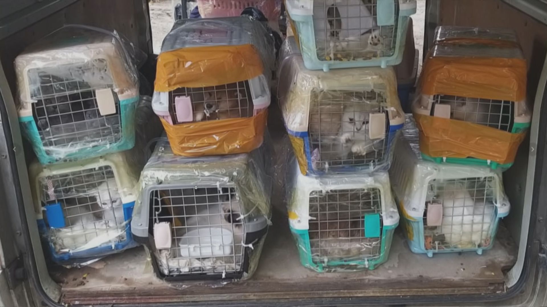 警方流浮山檢51隻走私貓狗