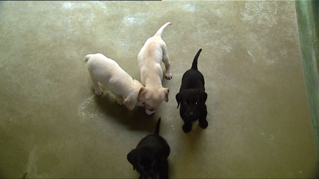 二十隻警犬BB加入警犬隊成生力軍