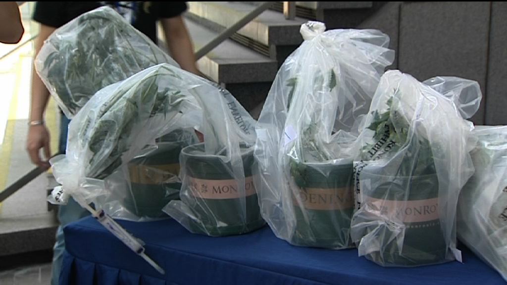 警方搗破大麻種植場　將調查有否流出市面
