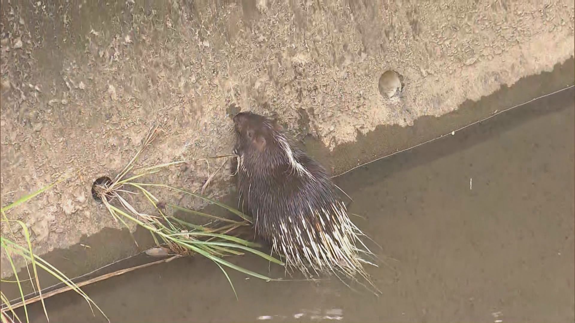 荃灣有箭豬墮引水道獲救