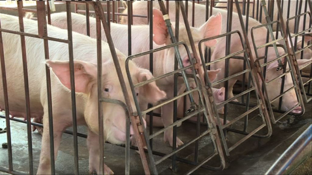 業界：江西活豬將暫停供港