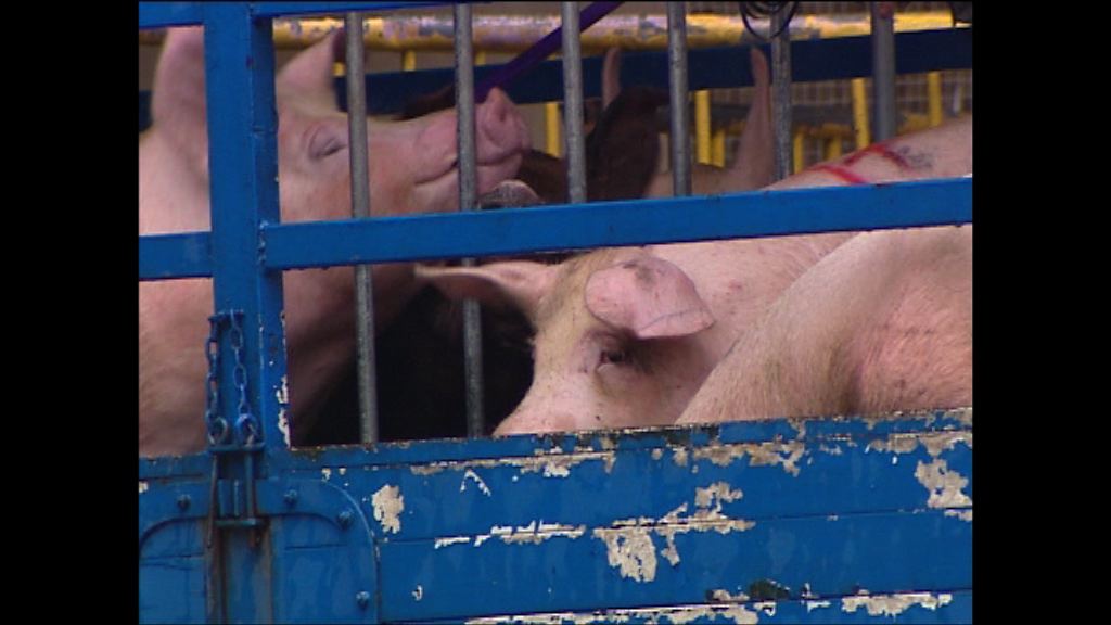 高永文：報警調查豬含哮喘藥源頭