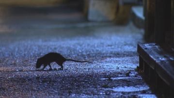 食環署新技術 熱能探測鼠患情況