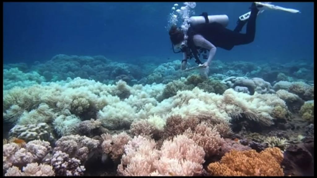 澳洲科學家研發薄膜保護珊瑚免白化