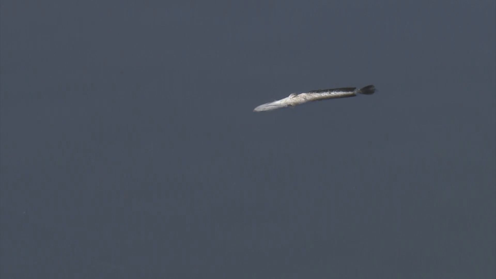 民主黨接獲投訴　有人梧桐河放生魚類破壞生態