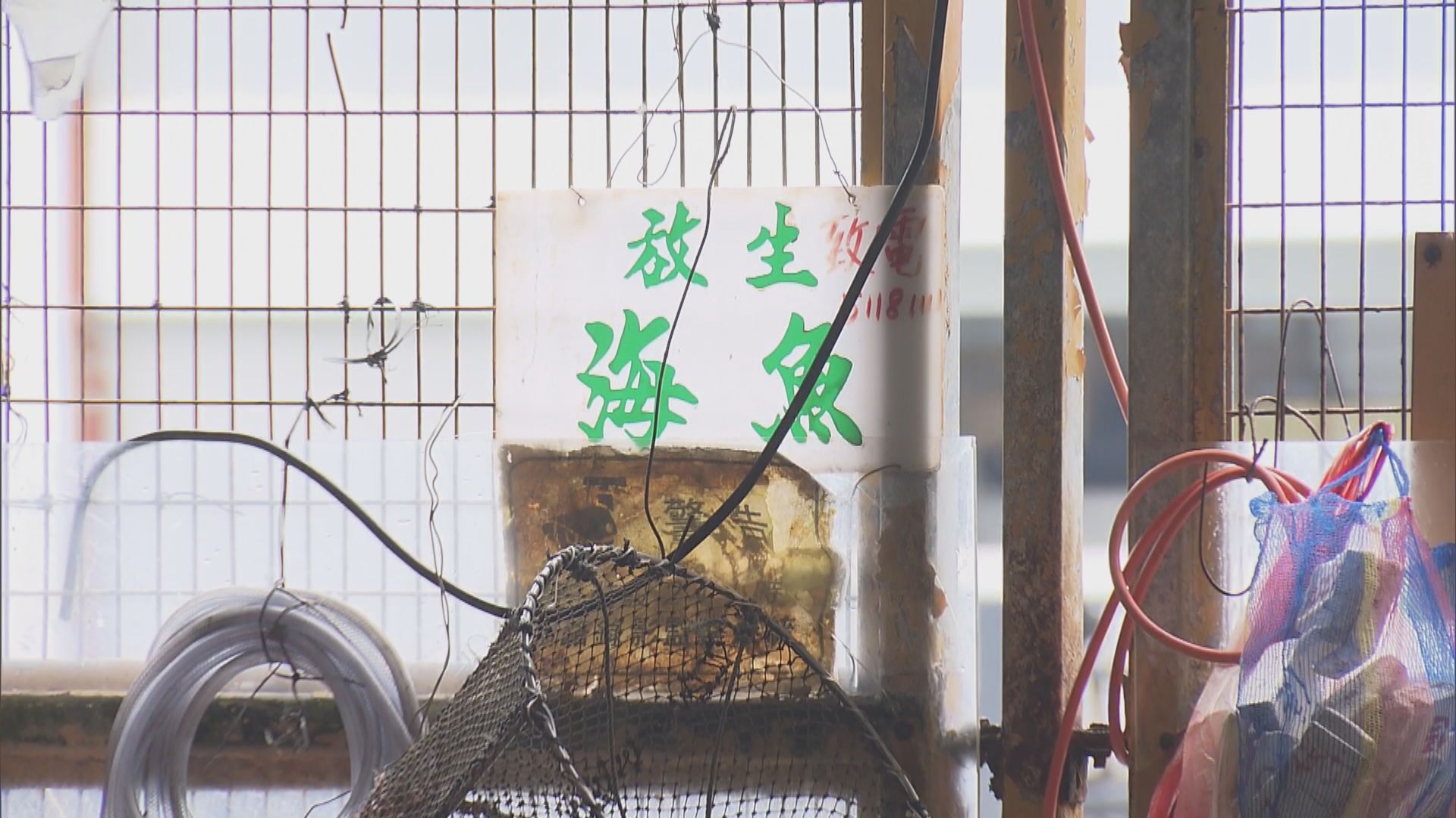 有市民趁佛誕到荃灣及北角放生　漁護署呼籲謹慎思量