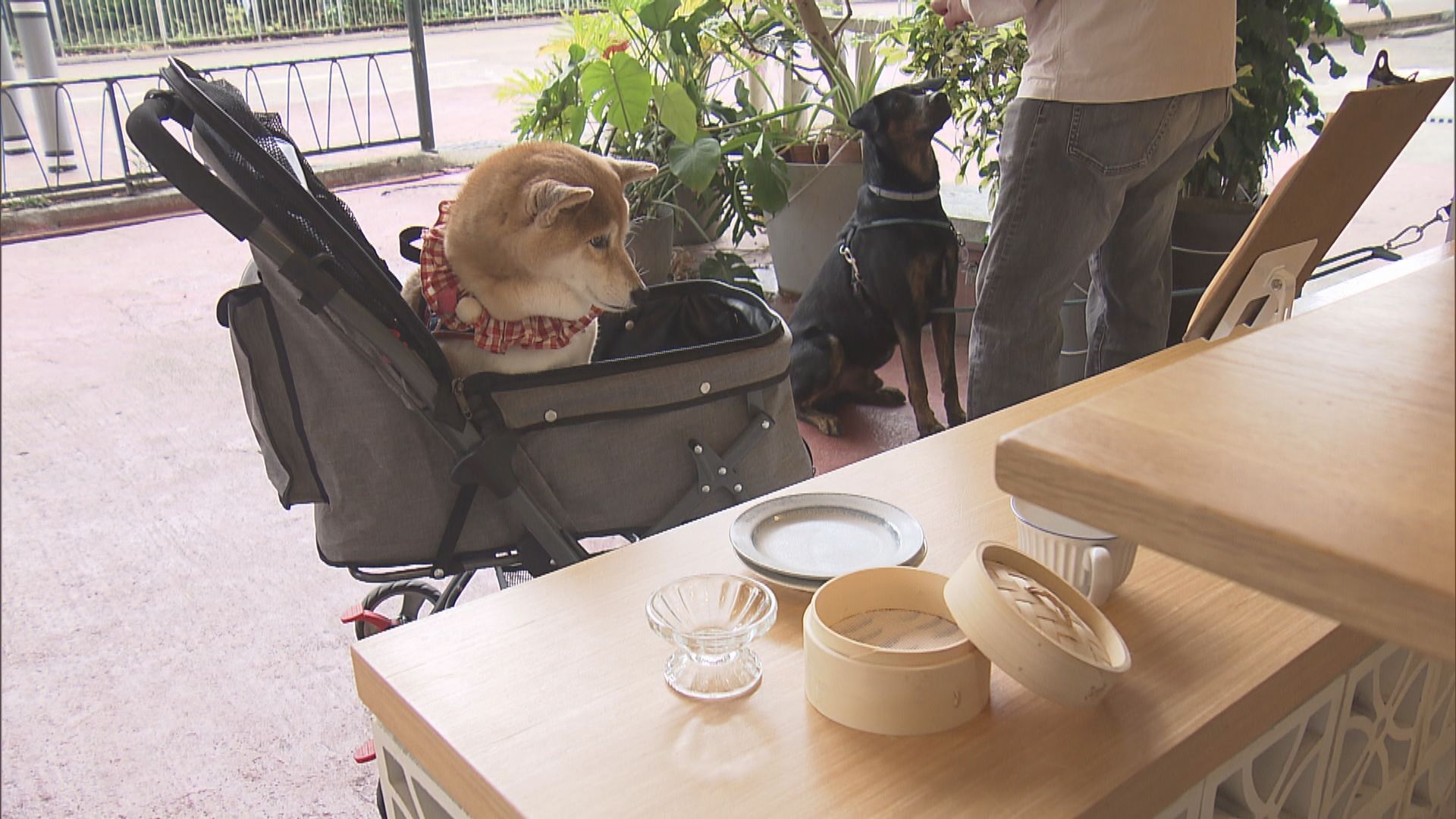政府擬准狗隻入餐廳　首階段推約500至1000食肆牌照