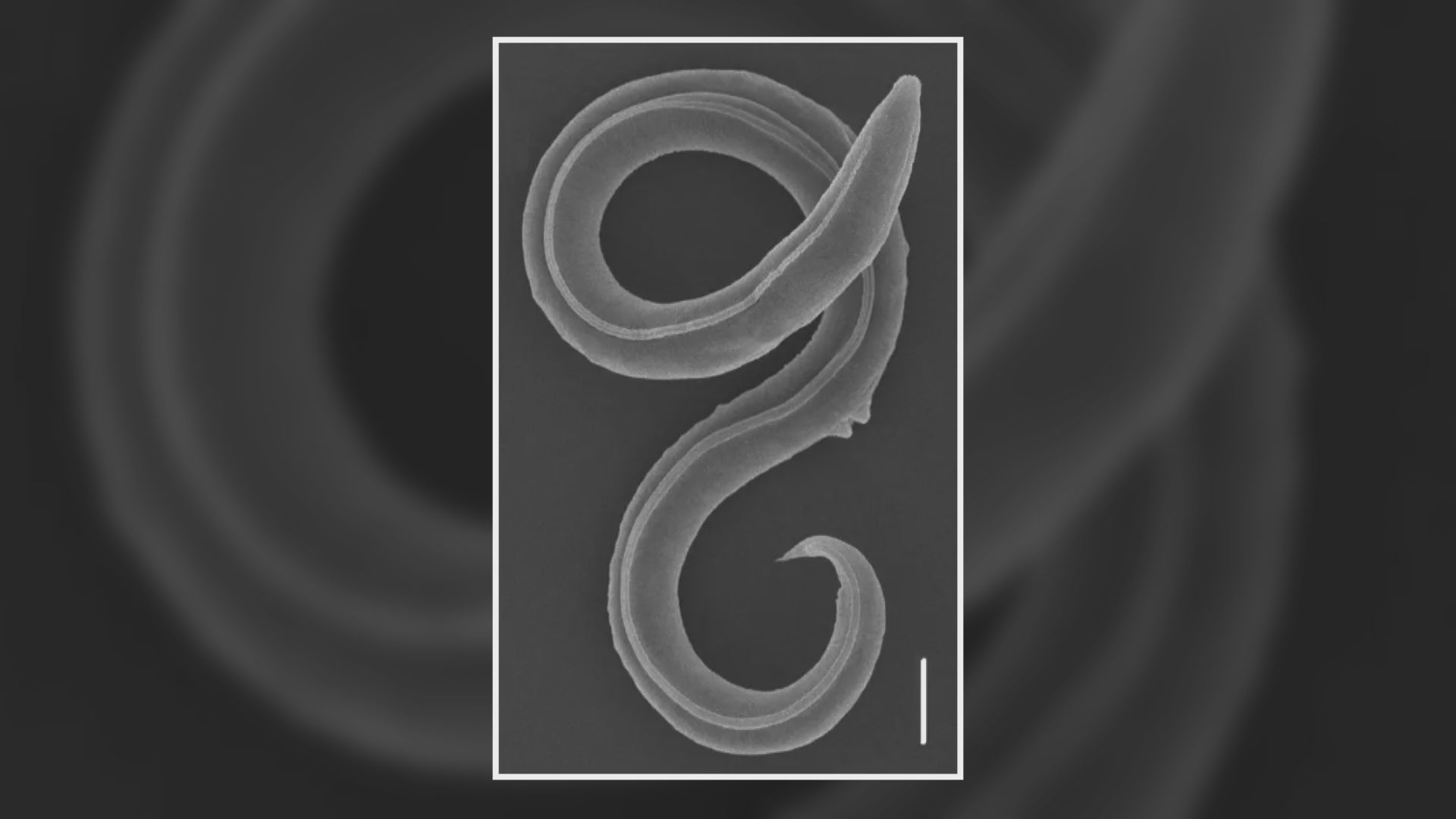 休眠4萬6千年線蟲「甦醒」