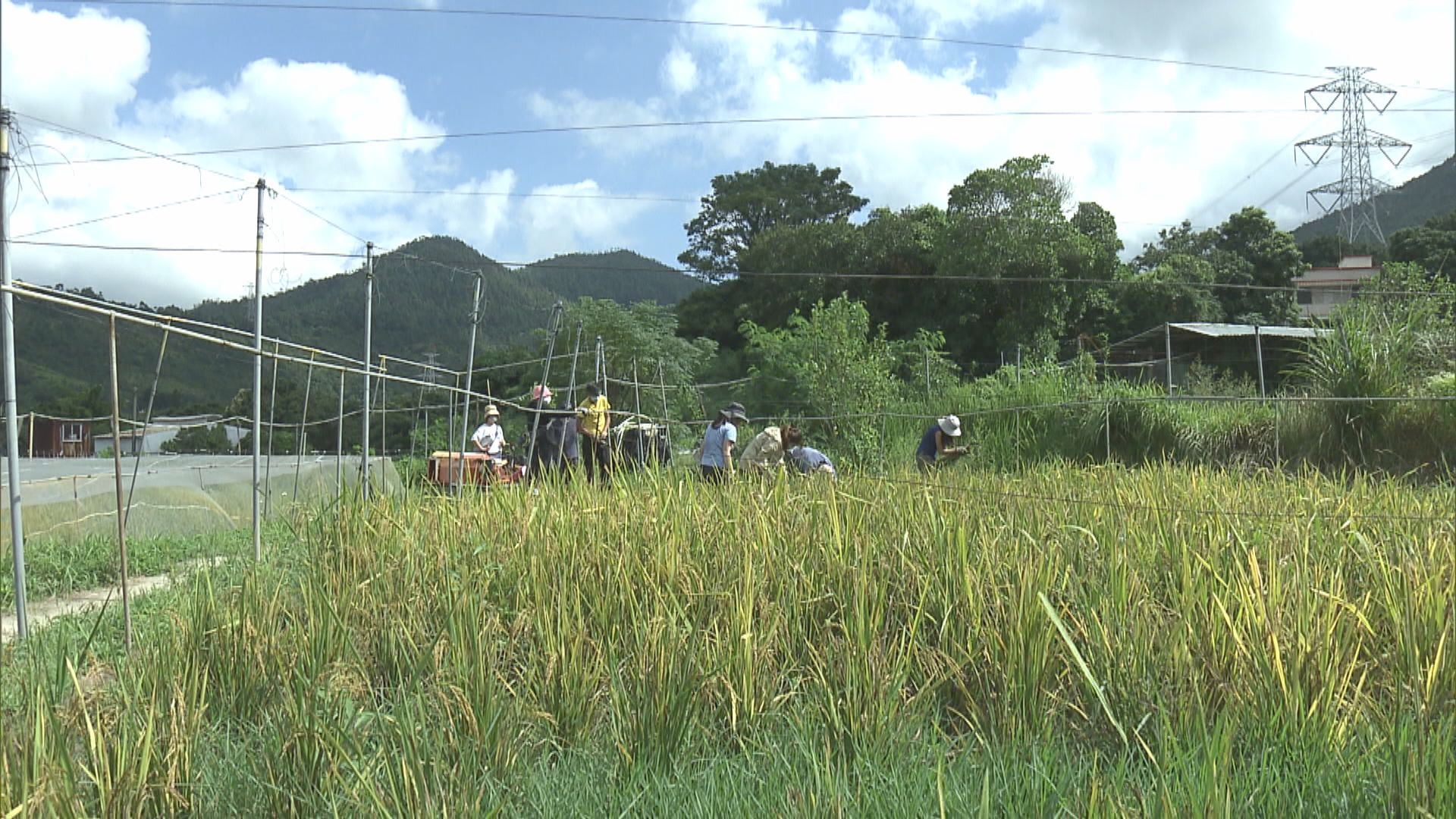 牛潭尾農夫盼再種出「元朗絲苗」　冀政府規劃發展不忘農業