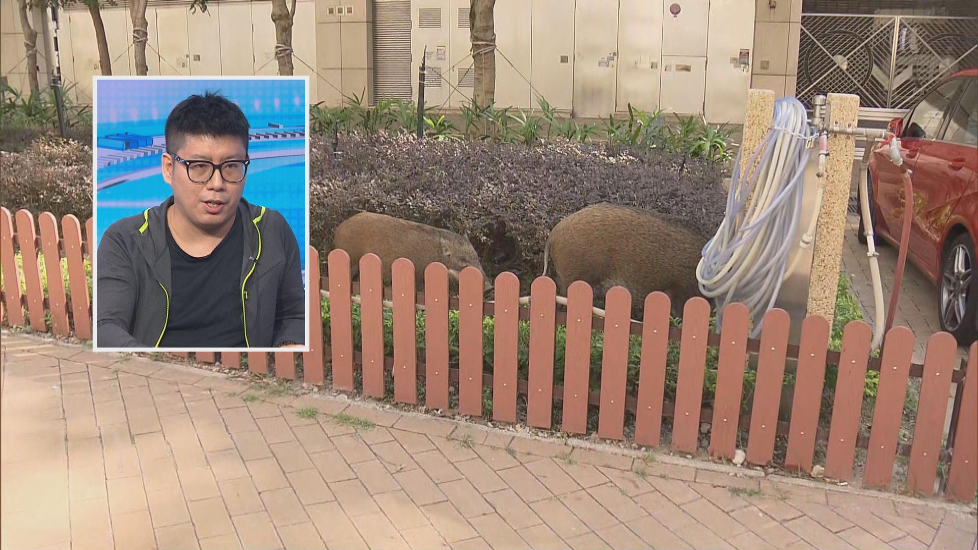 野豬關注組：應設冷靜期讓餵飼人士改變習慣