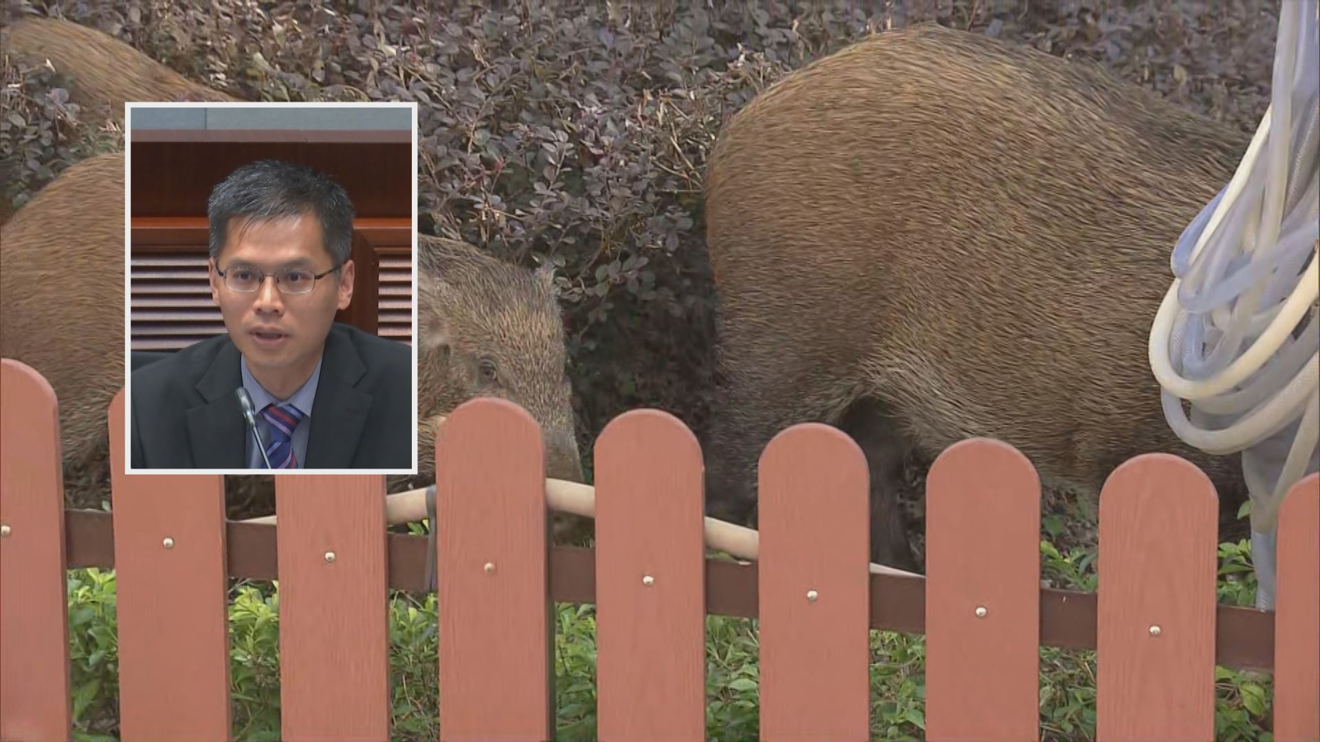 漁護署：捕捉及人道毀滅市區出沒野豬每月五次行動　不會滅絕野豬