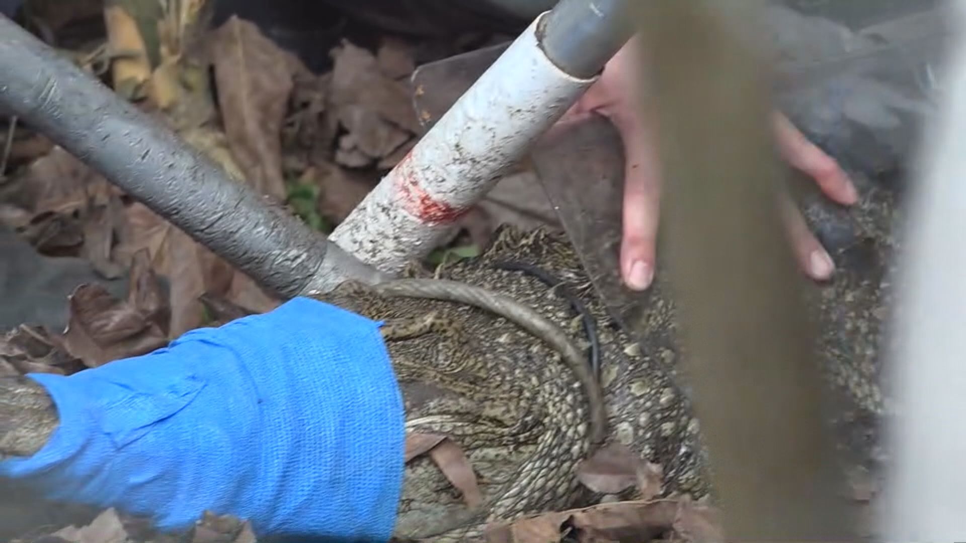 海洋公園：被發現鱷魚無明顯外傷　未必能夠在園內鱷魚潭居住