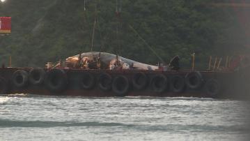 漁護署重申鯨魚不同中華白海豚 不建議市民出海觀鯨