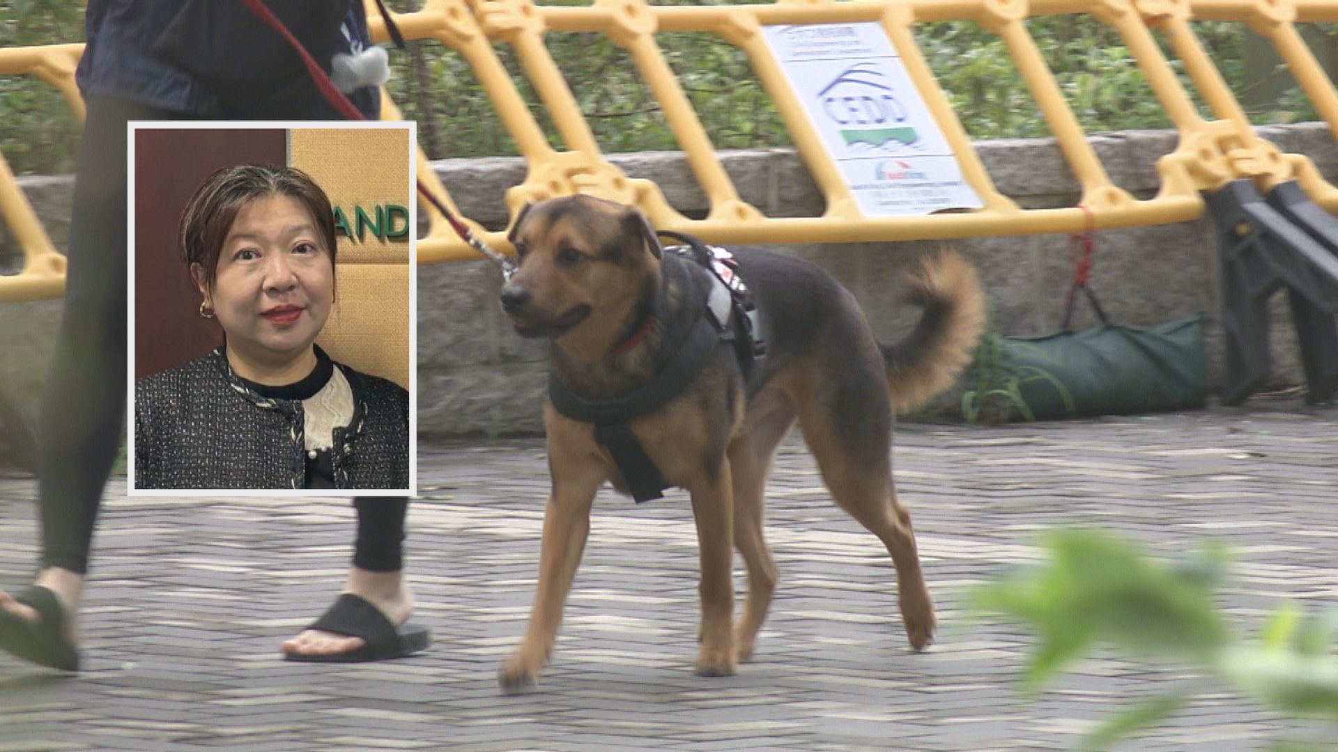 消委會指網購寵物健康多欠佳　漁護署提醒「領養」亦或涉金錢