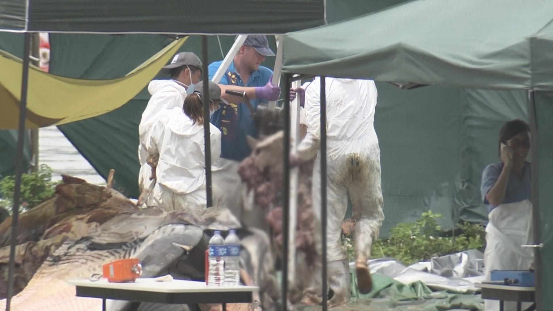 鯨魚屍體已解剖成不同部分 專家料鯨魚或受船隻等硬物撞擊受傷 